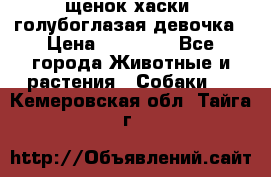 щенок хаски  голубоглазая девочка › Цена ­ 12 000 - Все города Животные и растения » Собаки   . Кемеровская обл.,Тайга г.